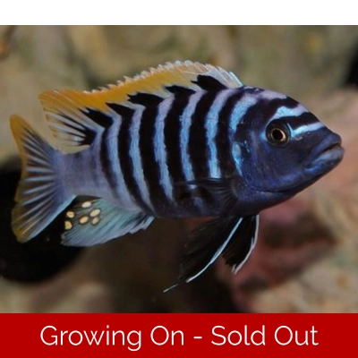 sexed p 8-10cm Cynotilapia afra "Likoma" red top -